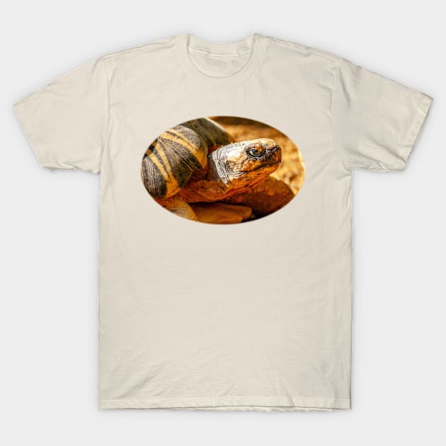 Just Dozing in the Sun T-Shirt by dalyndigaital2@gmail.com